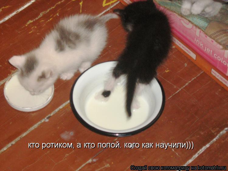 кто ротиком, а кто попой. кого как научили)))... Котоматрица: кто ротиком, а кто попой. кого как научили)))