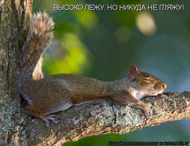 ВЫСОКО ЛЕЖУ, НО НИКУДА НЕ ГЛЯЖУ!... Котоматрица: ВЫСОКО ЛЕЖУ, НО НИКУДА НЕ ГЛЯЖУ!