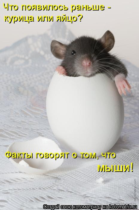 Что появилось раньше - курица или яйцо? Факты говорят о том, что мыши!... Котоматрица: Что появилось раньше - курица или яйцо? Факты говорят о том, что мыши!