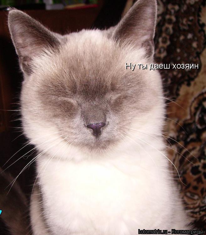 Ну ты даеш хозяин... Котоматрица: Ну ты даеш хозяин