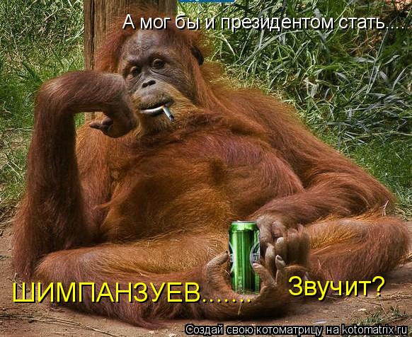 Котоматрица: А мог бы и президентом стать.... ШИМПАНЗУЕВ....... Звучит?