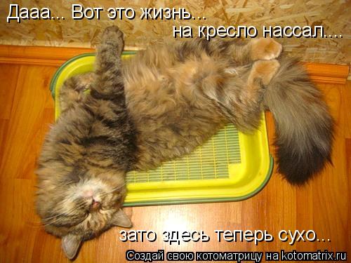 Дааа... Вот это жизнь... на кресло нассал.... зато здесь теперь сухо...... Котоматрица: Дааа... Вот это жизнь... на кресло нассал.... зато здесь теперь сухо...