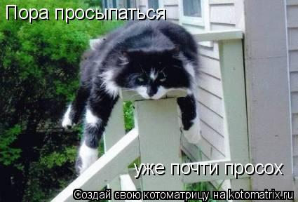 Пора просыпаться уже почти просох... Котоматрица: Пора просыпаться уже почти просох