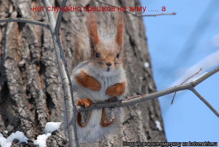 -нет случайно орешков на зиму ..... а... Котоматрица: -нет случайно орешков на зиму ..... а
