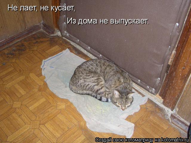 Не лает, не кусает, Из дома не выпускает.... Котоматрица: Не лает, не кусает, Из дома не выпускает.