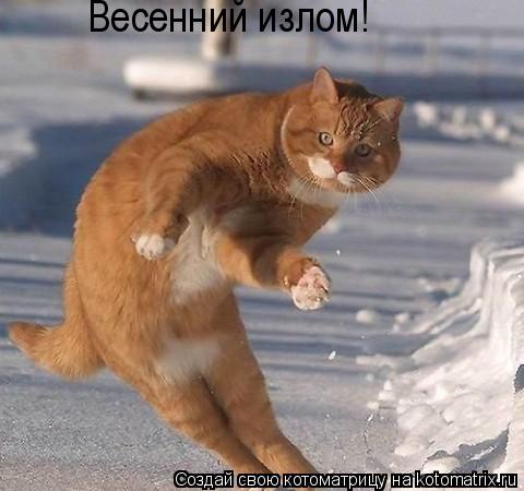 Весенний излом!... Котоматрица: Весенний излом!