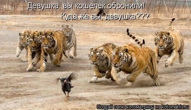 Девушка, вы кошелек обронили! Куда же вы, девушка???... Котоматрица: Девушка, вы кошелек обронили! Куда же вы, девушка???