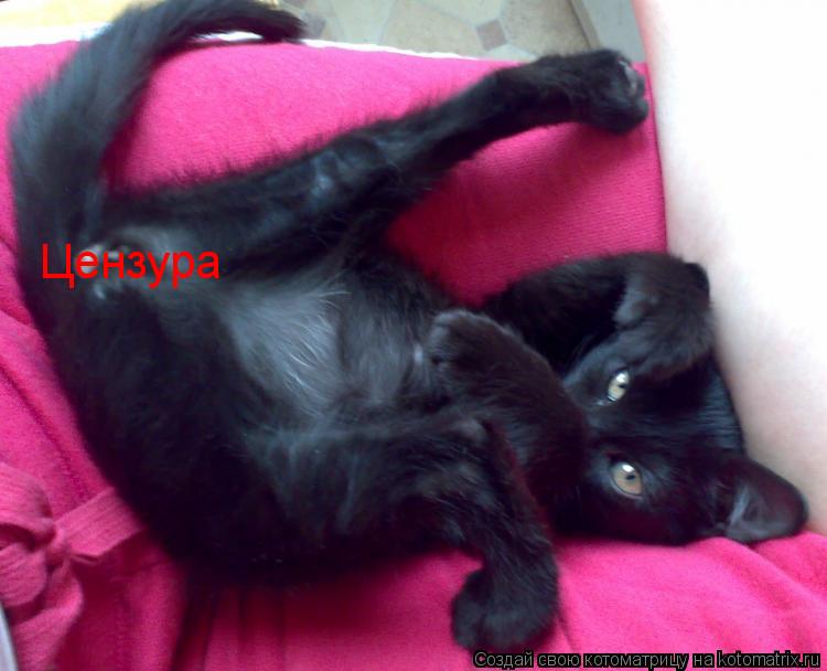 Цензура... Котоматрица: Цензура