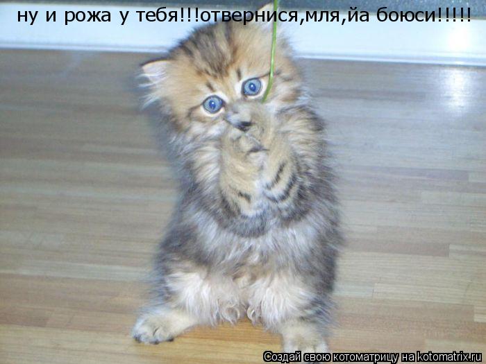 ну и рожа у тебя!!!отвернися,мля,йа боюси!!!!!... Котоматрица: ну и рожа у тебя!!!отвернися,мля,йа боюси!!!!!