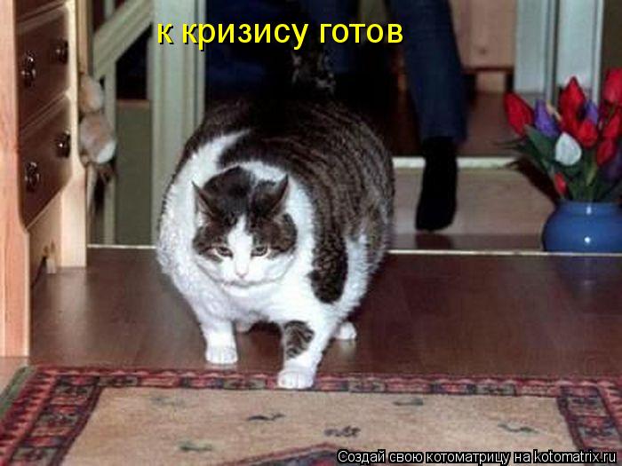к кризису готов... Котоматрица: к кризису готов