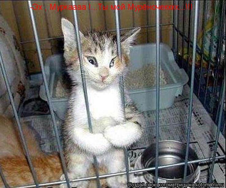 -Эх , Муркаааа !...Ты мой Мурёночекккк...!!!... Котоматрица: -Эх , Муркаааа !...Ты мой Мурёночекккк...!!!
