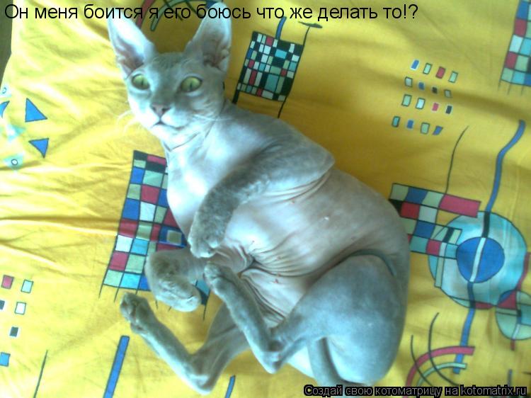 Котоматрица: Он меня боится я его боюсь что же делать то!?