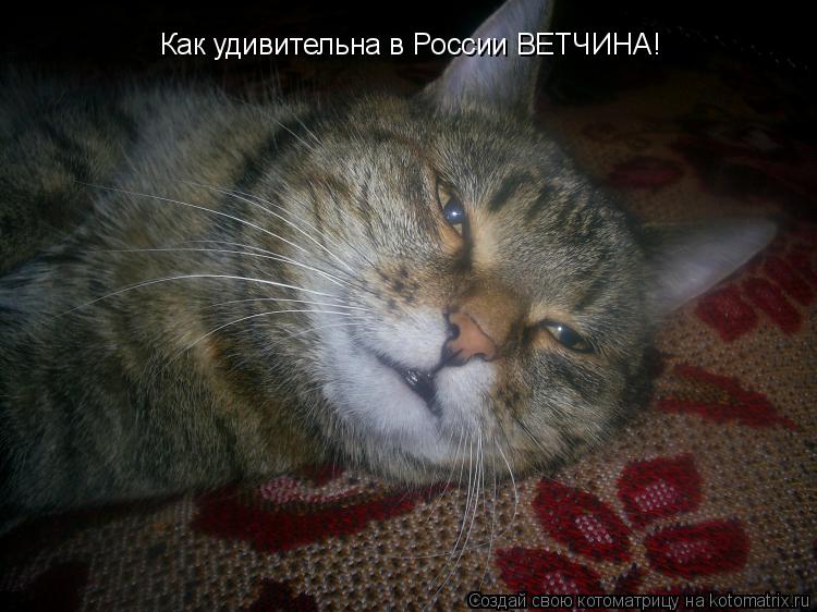 Как удивительна в России ВЕТЧИНА!... Котоматрица: Как удивительна в России ВЕТЧИНА!