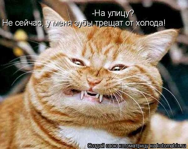 -На улицу? Не сейчас, у меня зубы трещат от холода!... Котоматрица: -На улицу? Не сейчас, у меня зубы трещат от холода!
