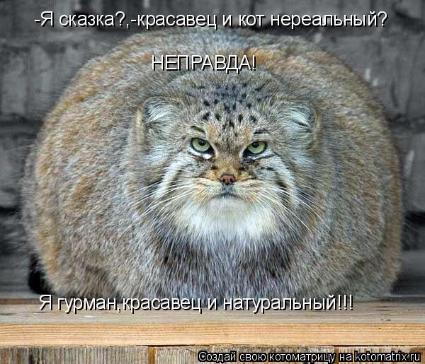 Я гурман,красавец и натуральный!!! -Я сказка?,-красавец и кот нереальный? НЕПРАВДА!... Котоматрица: Я гурман,красавец и натуральный!!! -Я сказка?,-красавец и кот нереальный? НЕПРАВДА!