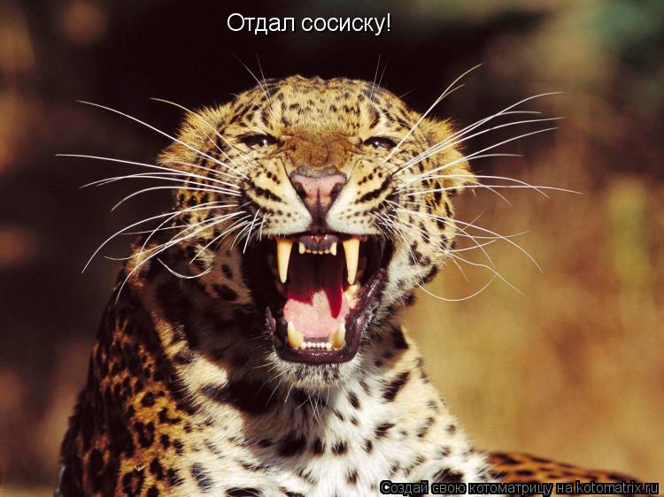 Отдал сосиску!... Котоматрица: Отдал сосиску!