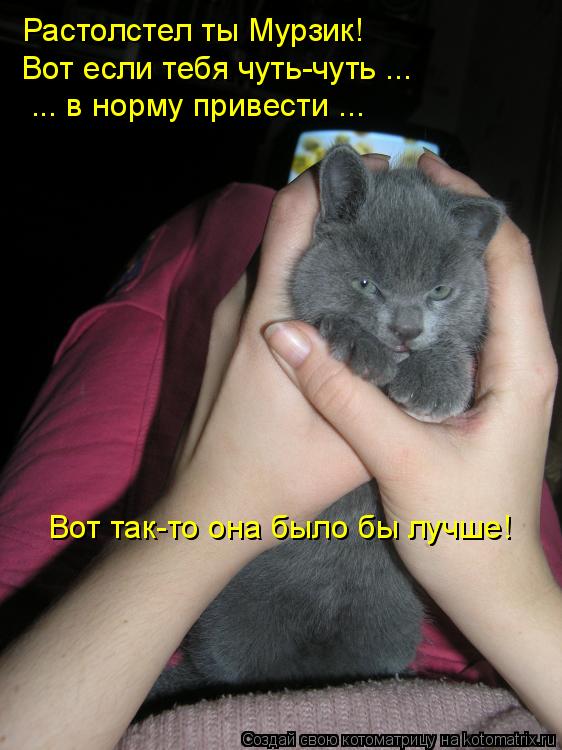 Растолстел ты Мурзик! Вот если тебя чуть-чуть ... ... в норму привести ... Вот так-то она было бы лу... Котоматрица: Растолстел ты Мурзик! Вот если тебя чуть-чуть ... ... в норму привести ... Вот так-то она было бы лучше!