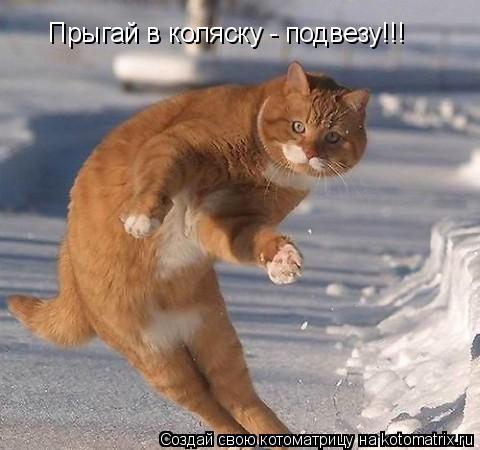 Прыгай в коляску - подвезу!!!... Котоматрица: Прыгай в коляску - подвезу!!!