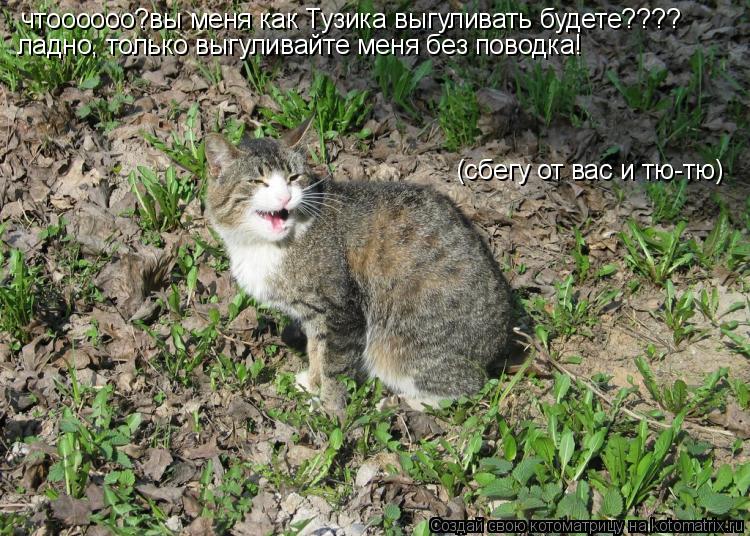 чтоооооо?вы меня как Тузика выгуливать будете???? ладно, только выгуливайте меня без поводка! (сбегу ... Котоматрица: чтоооооо?вы меня как Тузика выгуливать будете???? ладно, только выгуливайте меня без поводка! (сбегу от вас и тю-тю)