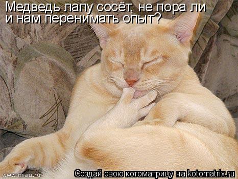 Медведь лапу сосёт, не пора ли и нам перенимать опыт?... Котоматрица: Медведь лапу сосёт, не пора ли и нам перенимать опыт?