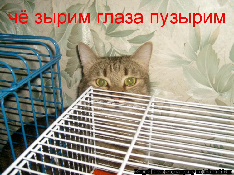 чё зырим глаза пузырим... Котоматрица: чё зырим глаза пузырим