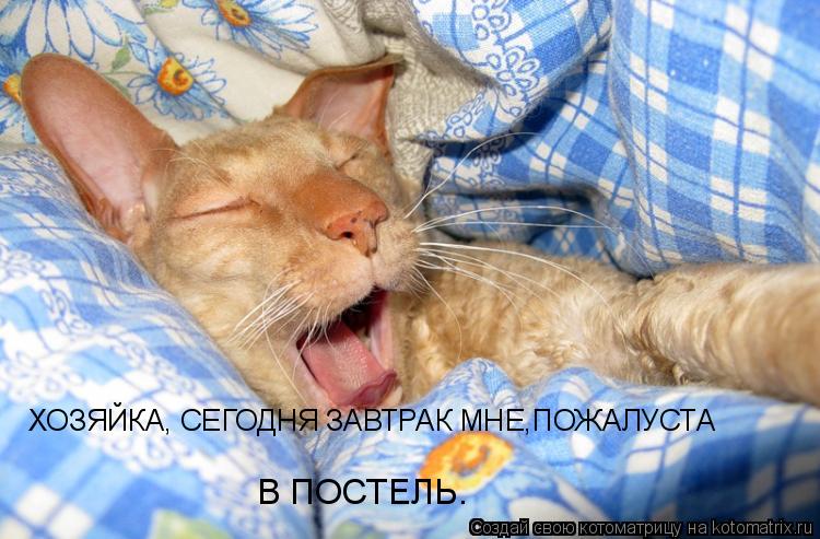 Котоматрица: ХОЗЯЙКА, СЕГОДНЯ ЗАВТРАК МНЕ,ПОЖАЛУСТА В ПОСТЕЛЬ.