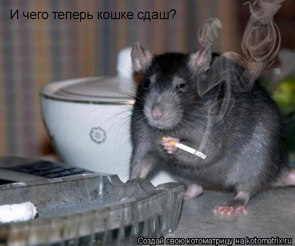 И чего теперь кошке сдаш?... Котоматрица: И чего теперь кошке сдаш?