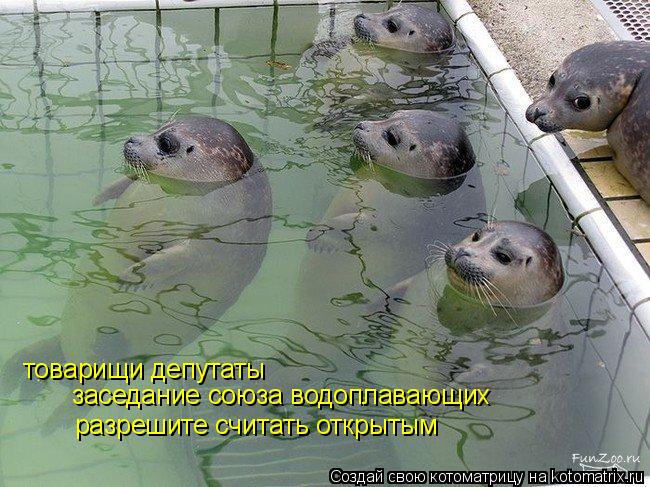 товарищи депутаты заседание союза водоплавающих разрешите считать открытым... Котоматрица: товарищи депутаты заседание союза водоплавающих разрешите считать открытым