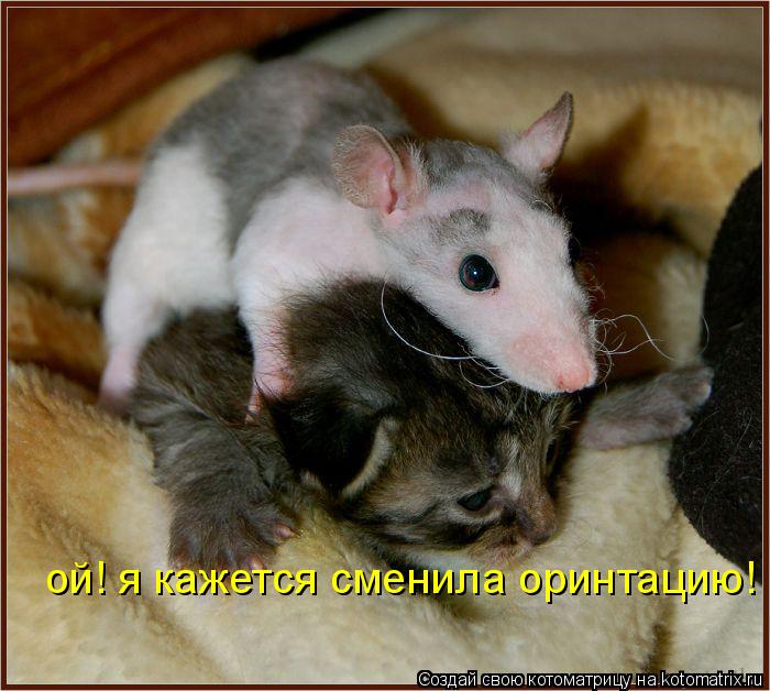 ой! я кажется сменила оринтацию!... Котоматрица: ой! я кажется сменила оринтацию!
