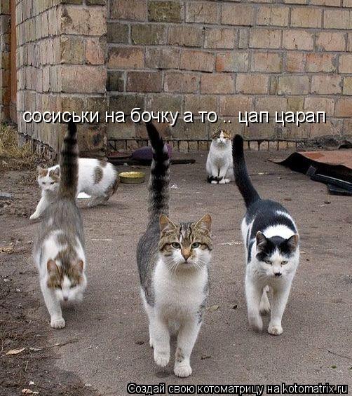 сосиськи на бочку а то .. цап царап... Котоматрица: сосиськи на бочку а то .. цап царап