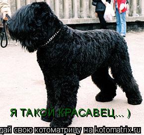 Я ТАКОЙ КРАСАВЕЦ... )... Котоматрица: Я ТАКОЙ КРАСАВЕЦ... )