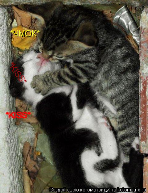 *ЧМОК* *KISS* *KISS* *KISS* *KISS*... Котоматрица: *ЧМОК* *KISS* *KISS* *KISS* *KISS*