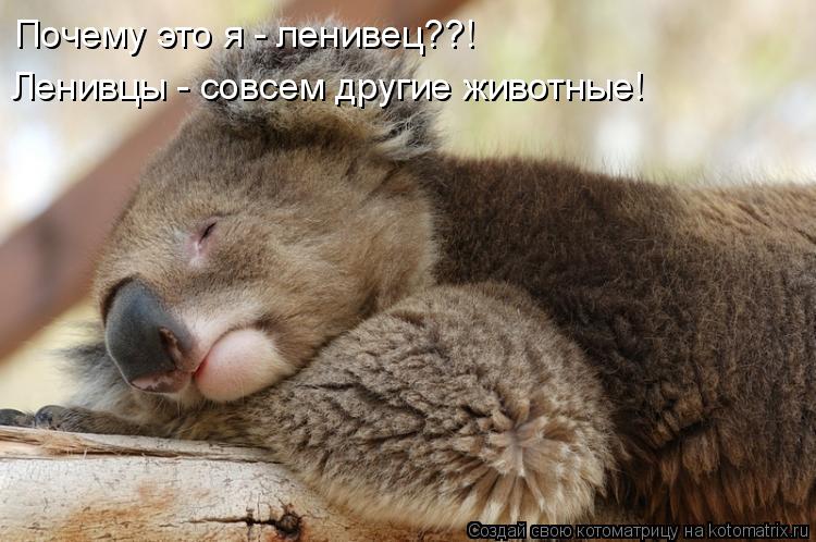 Почему это я - ленивец??! Ленивцы - совсем другие животные!... Котоматрица: Почему это я - ленивец??! Ленивцы - совсем другие животные!