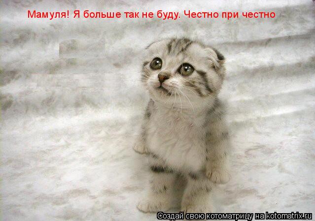 Мамуля! Я больше так не буду. Честно при честно... Котоматрица: Мамуля! Я больше так не буду. Честно при честно