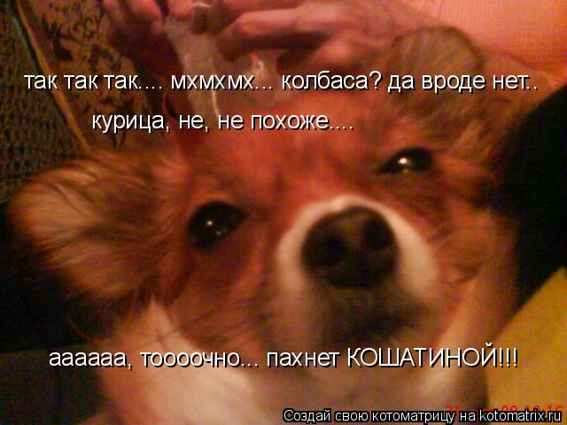 так так так.... мхмхмх... колбаса? да вроде нет.. курица, не, не похоже.... аааааа, тоооочно... пахне... Котоматрица: так так так.... мхмхмх... колбаса? да вроде нет.. курица, не, не похоже.... аааааа, тоооочно... пахнет КОШАТИНОЙ!!!