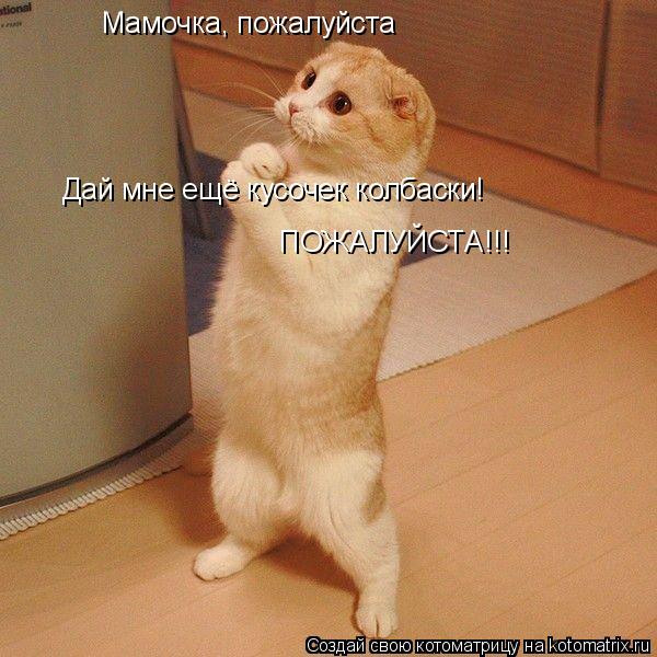 Мамочка, пожалуйста Дай мне ещё кусочек колбаски! ПОЖАЛУЙСТА!!!... Котоматрица: Мамочка, пожалуйста Дай мне ещё кусочек колбаски! ПОЖАЛУЙСТА!!!