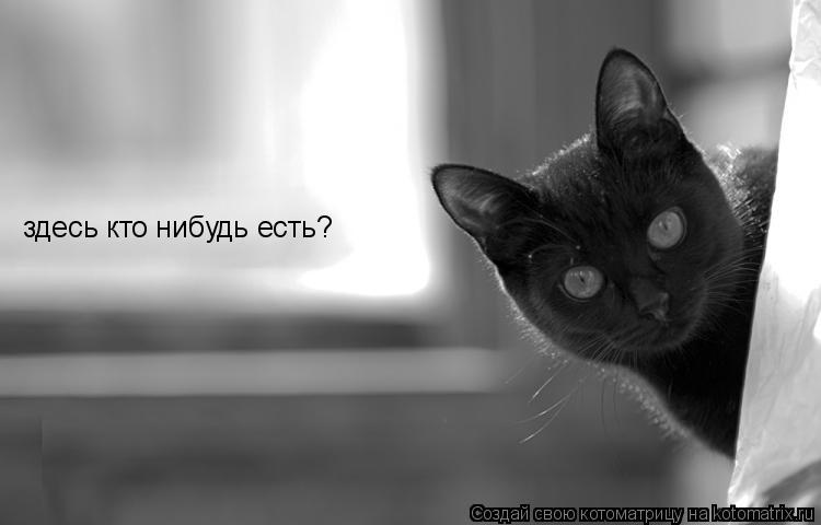 здесь кто нибудь есть?... Котоматрица: здесь кто нибудь есть?
