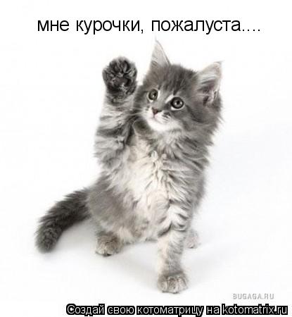 мне курочки, пожалуста....... Котоматрица: мне курочки, пожалуста....