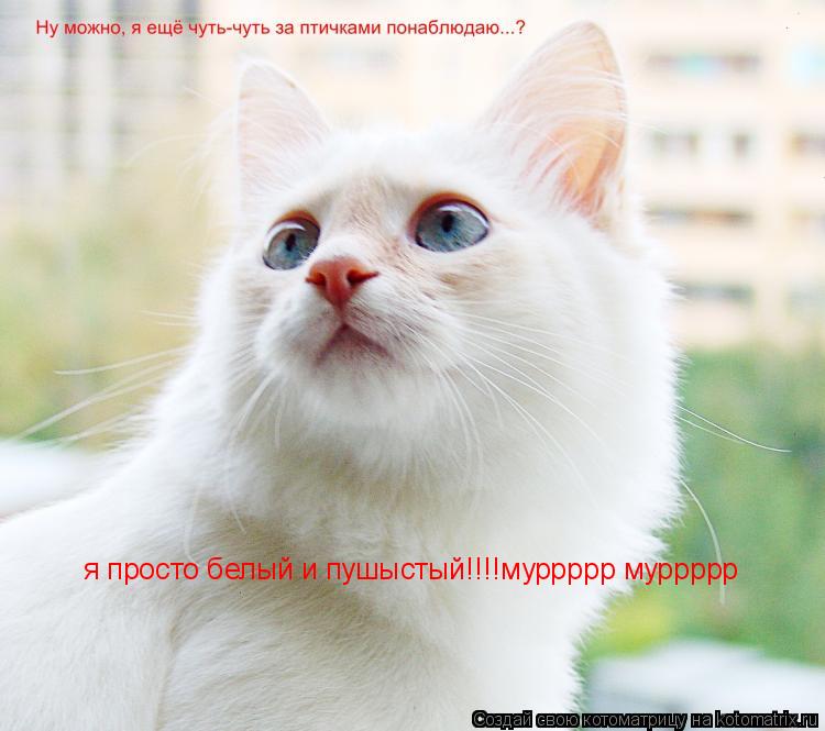 Котоматрица: я просто белый и пушыстый!!!!муррррр муррррр
