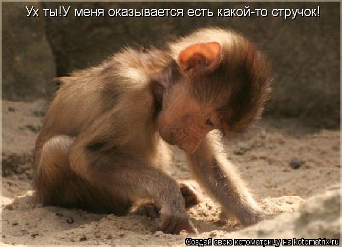 Ух ты!У меня оказывается есть какой-то стручок!... Котоматрица: Ух ты!У меня оказывается есть какой-то стручок!