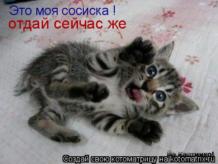 Это моя сосиска ! отдай сейчас же... Котоматрица: Это моя сосиска ! отдай сейчас же