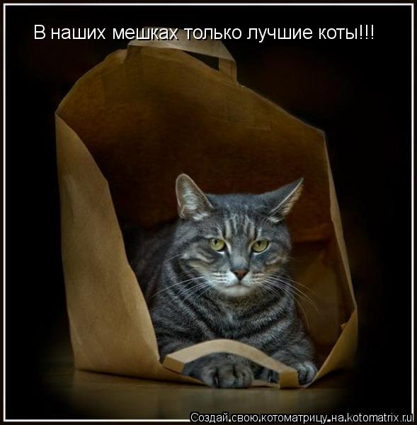 В наших мешках только лучшие коты!!!... Котоматрица: В наших мешках только лучшие коты!!!