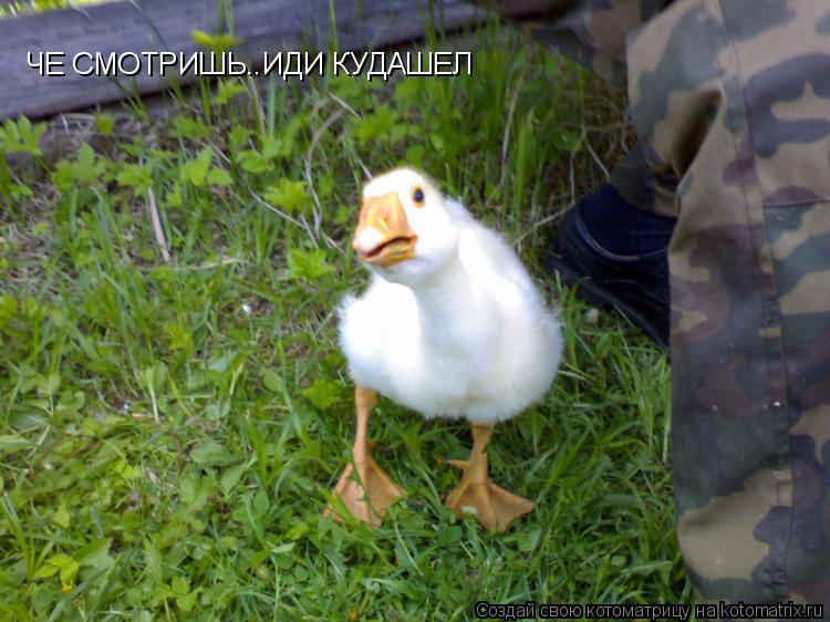 ЧЕ СМОТРИШЬ..ИДИ КУДАШЕЛ... Котоматрица: ЧЕ СМОТРИШЬ..ИДИ КУДАШЕЛ