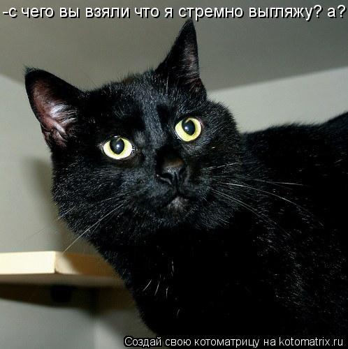 -с чего вы взяли что я стремно выгляжу? а?... Котоматрица: -с чего вы взяли что я стремно выгляжу? а?