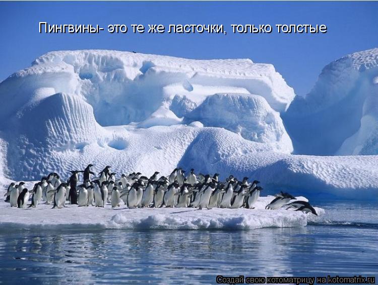 Пингвины- это те же ласточки, только толстые... Котоматрица: Пингвины- это те же ласточки, только толстые