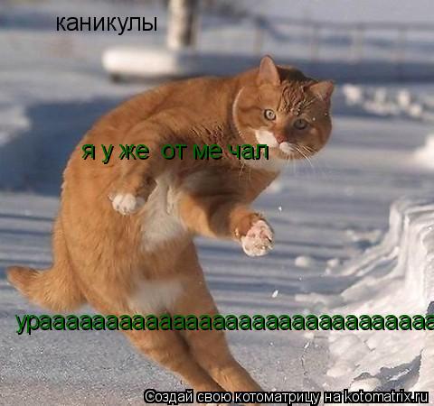 каникулы урааааааааааааааааааааааааааааааааааааа я у же от ме чал... Котоматрица: каникулы урааааааааааааааааааааааааааааааааааааа я у же от ме чал