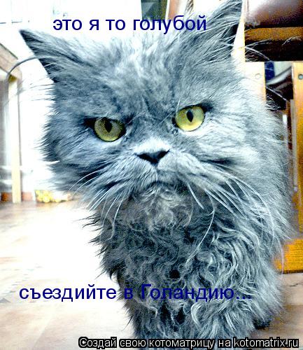 Котоматрица: это я то голубой съездийте в Голандию...