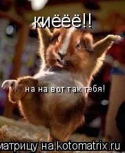киёёё!! на на вот так тебя!... Котоматрица: киёёё!! на на вот так тебя!