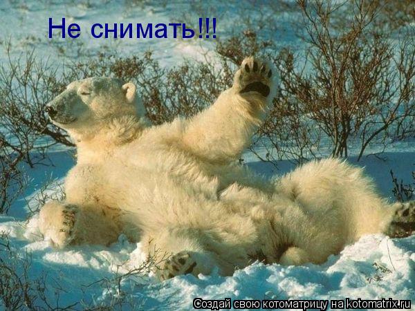 Не снимать!!!... Котоматрица: Не снимать!!!