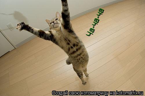 Ча-ча-ча... Котоматрица: Ча-ча-ча